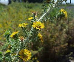Bull thistle is a biennial. Washington State Noxious Weed Control Board