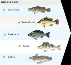 Monster Murray Cod Fishing Retreat