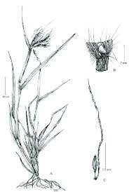 Image result for Euclasta