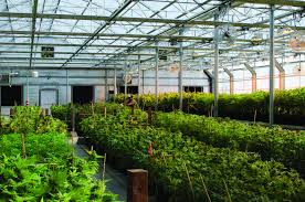 The cost of that support has become increasingly steep, so five many people initially have a romantic idea of what owning a greenhouse entails—strolling amid flowering plants with a watering can during winter months or reading the. Light Dep Marijuana Venture