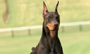 Visit us now to find the right doberman pinscher for you. Dcm In Doberman Pinschers