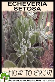 Maybe you would like to learn more about one of these? Echeveria Setosa How To Grow Care