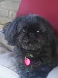 Cuteness Black Shih Tzu Shih Tzu Puppy Black Shih Tzu Shih Tzu Dog