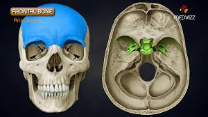 Image result for Frontal Bone