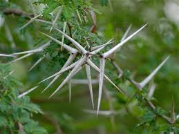 Image result for Acacia grandicornuta