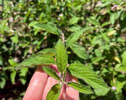 Image result for Lippia oatesii