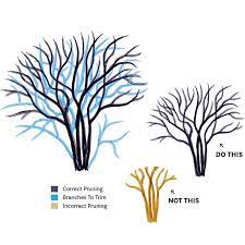Standard crapemyrtles have the potential to be wonderful small trees, if they aren't chopped. How To Prune Crape Myrtles Tallahassee Magazine