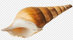 kaɾaˈkola, conch) is a song recorded by the trio tim, nelly & tony, better known as los tnt. Caracol De Mar Concha Playa Moluscos Caracoles Y Babosas Png Pngwing