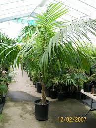 Image result for Howea forsteriana