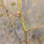 Image result for Parkinsonia africana