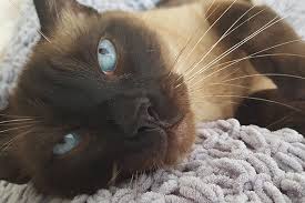 Check spelling or type a new query. Harmony Vet Care Full Service Non Profit Pet Care Serving Tampa Fl