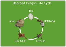 Life Cycle Bearded Dragon Funny Bearded Dragon Baby Bearded Dragon