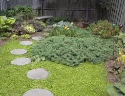 Useful as a durable lawn substitute, edging or groundcover. Stepable Groundcover Fairfax Gardening