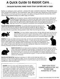 Nysha A Quick Guide To Rabbit Care Rabbit Care Pet Bunny Pet Rabbit