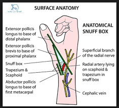 Chapter 43 Hand Flashcards Quizlet It appears as a triangular depression on the lateral surface of the wrist on full extension of the thumb. quizlet