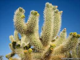 These are a highly desirable plant that way, we can do all the hard work, from the digging to the planting, all you need to do is come visit us and let us help you find the perfect cacti for your. Cholla Cactus Garden Joshua Tree Hikespeak Com