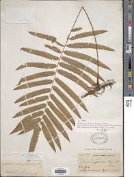 Image result for Amblovenatum