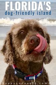 21 things to do in amelia island with your dog dog friends dog friendly beach dog lovers
