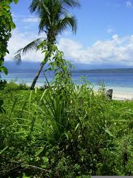 Image result for Vitex fischeri