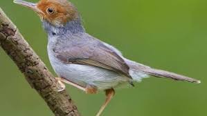 Scopri ricette, idee per la casa, consigli di stile e altre idee da provare. Download Suara Burung Prenjak Pikatan Lengkap Mp3