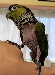 毛 引き インコ