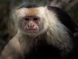 Customize Your Tour — Pickleball Costa Rica