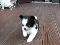 Teacup Size Black Tan Long Hair Chihuahua For Sale Tiny Size Puppy For Sale Youtube