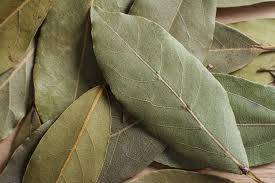 Image result for bay leaf bush foto
