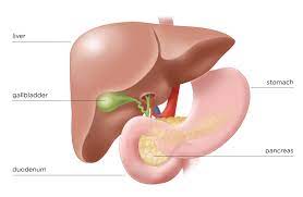 The abdomen contains many vital organs: The Pancreas Hirshberg Foundation For Pancreatic Cancer Research