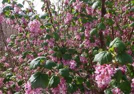 Learn how to identify pacific northwest evergreen trees by their leaves, bark or cones or fruit they produce with the help of our camp orkila team.bring the. Flowering Trees Pacific Northwest Idioticfashion