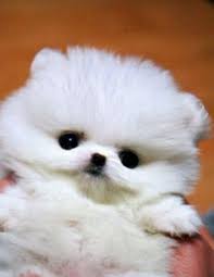 Stay tuned and keep followetti us! 11 Idee Su Bei Musetti Cuccioli Cuccioli Di Cani Cuccioli Carini