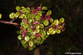 Image result for Myrsine africana