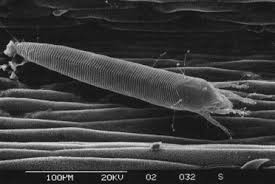 Image result for Tetranychidae grapevine