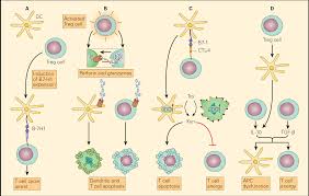 Immune Response To Cancer Immunopaedia