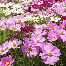Cosmos Bipinnatus Seeds American Meadows