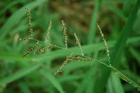 Image result for Eriochloa