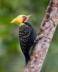 عکس های زیباترین پرندگان جنگل‌های بکر و منحصر به فرد برزیل | گجت نیوز