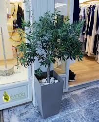 As soon as you remove your tree from the ground, it needs to be transplanted, so have the transplant site ready to go before you start digging. Best Time To Repot Olive Trees How To Repot Olive Trees