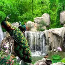 Shop 3d Wall Mural Natural Scenery Wallpaper Landscape Bamboo Forest Falls Peacock Bedding Room 3d Non Woven Wall Paper Tv Background Online From Best Wall Stickers Murals On Jd Com Global Site Our collection of mountains wallpaper & wall murals makes rooms look bigger and bring freshness to your room or office. shop 3d wall mural natural scenery