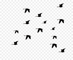 Over 31,590 birds flight pictures to choose from, with no signup needed. Bird Silhouette Clipart Bird Silhouette Sky Transparent Clip Art