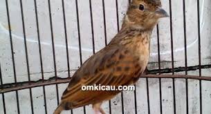 Download suara burung branjangan mp3. Burung Branjangan Laman 2 Om Kicau