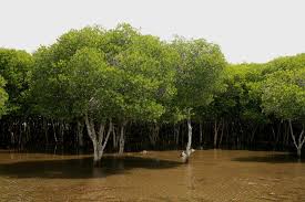 Image result for Ceriops