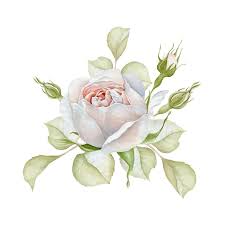 Hand Drawn Watercolor Delicate White Rose Bouquet Royalty Free Illustration In 2020 White Rose Bouquet Rose Painting Watercolor Flowers Paintings
