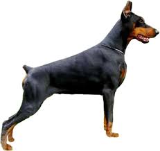 Interested in finding out more about the doberman pinscher? Doberman Puppies For Adoption The Y Guide