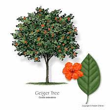 Cordia Sebestena Geiger Tree Next To Sidewalk Flowering Trees Plants Tree