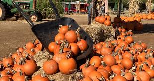 Pumpkin Patches