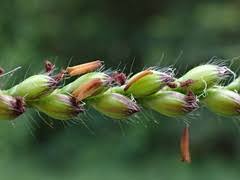 Image result for Brachychloa