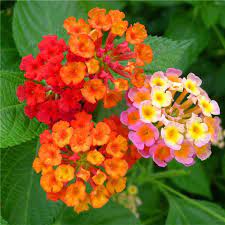 Lantana Lantana Camara The Lantana Plant Is A Genus Of About 150 Species Of Perennial Flowering Plants Native To Tropical Reg Flower Seeds Lantana Flowers