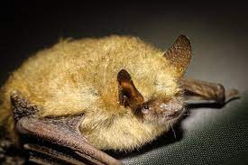 Bats if the noises in the attic don't sound like the typical scratching and gnawing, you might be dealing with a different animal altogether. How To Identify Pests In Your Attic By The Sounds You Re Hearing
