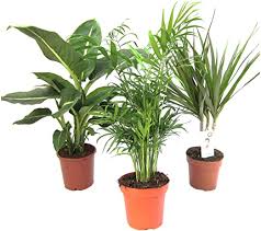Come arredare casa in stile jungle piante da appartamento. Amazon De Pflanzenservice Set Di 3 Piante Da Interni 1 X Dieffenbachia 1 X Chamaedorea 1 X Dracena Marginata Vaso Da 10 12 Cm Amazon It Giardino E Giardinaggio